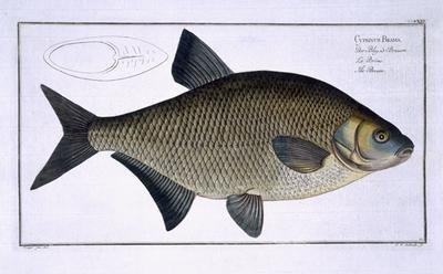 Bream Cyprinus Brama