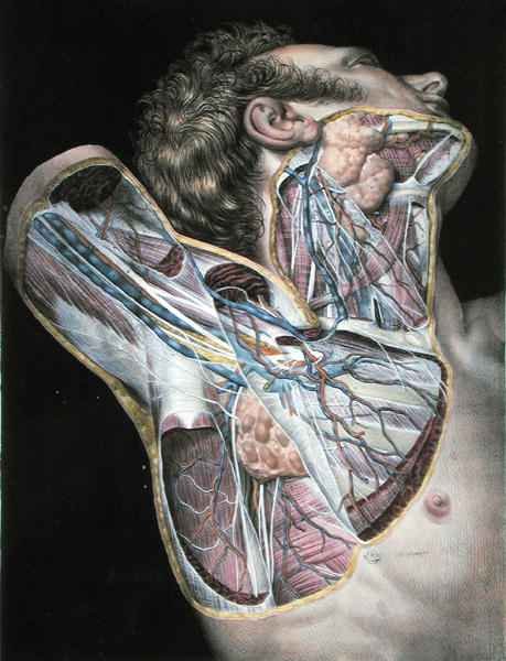 Cross section of the right hand side of the face and neck