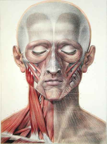 Musculature of the face 2
