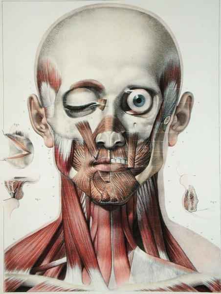 Musculature of the face with the orbit of the eye