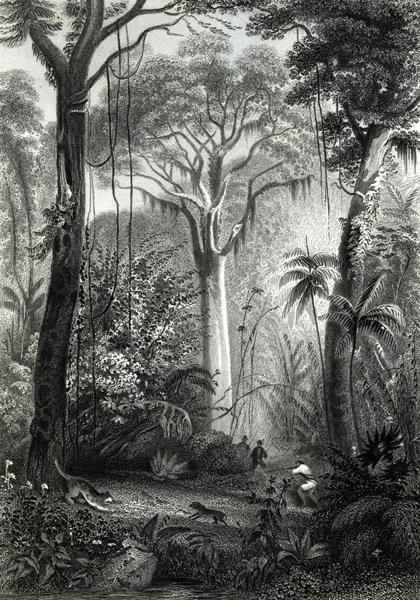 Scene in a Brazilian Forest
