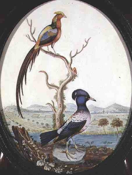 Golden Pheasant and Jay