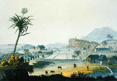 Sugar Plantation Antilles