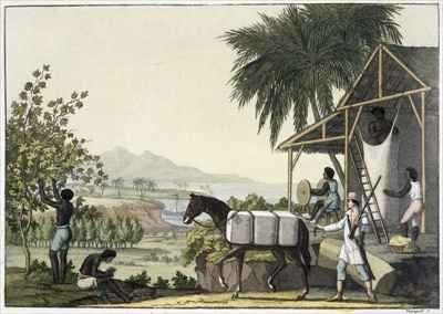 Cotton making Dutch Antilles East Indies