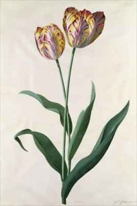 Flower of the Banana Tree Musa candice maculato fructo