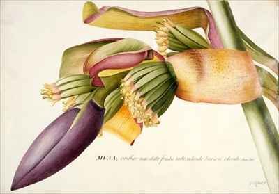 Flower of the Banana Tree Musa candice maculato fructo