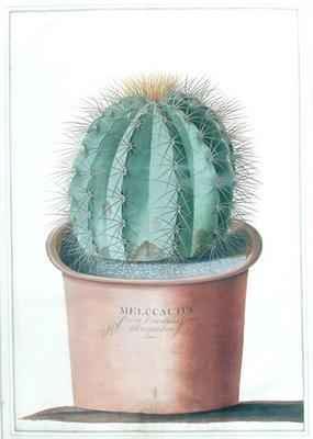 Melocactus