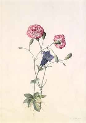Carnation and Gentian