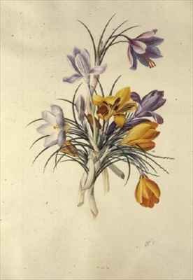 Crocus