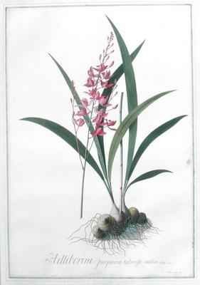 Helleborine