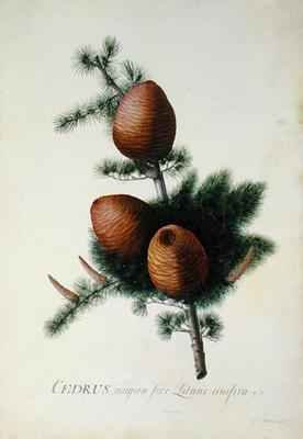 Cedrus Libani