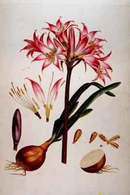Botanical plate from Plantae Selectae 1750-73