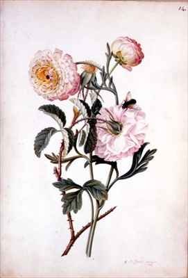 Musk Rose and Anemone