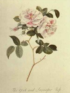 The York and Lancaster Rose