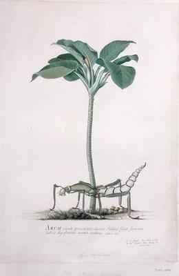 Arum from Drawings of Natural History