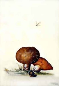 Cep Mushroom with Damsel Dragonfly