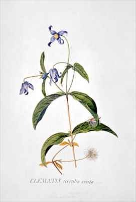Clematis Integrafolia