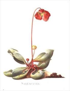 Sarracenia purpurea Pitcher Plant