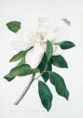 Magnolia altissima