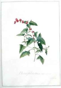 Chenopodio  Morus major Boerk Ind