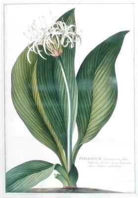 Pancratium Americanum