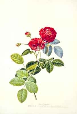 Rosa Holoferica multiplex Park Parade