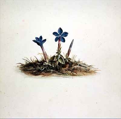 Gentian
