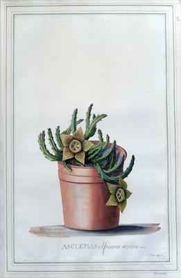 Asclepias Africana aizoides Tourn