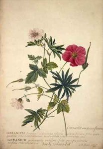 Asclepias Africana aizoides Tourn