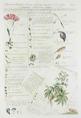 Characters of Flowers from Plantae et Papiliones Rariores