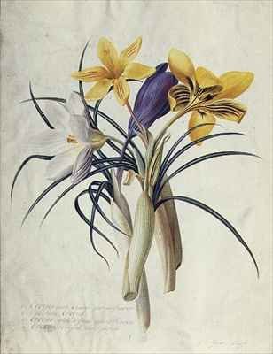 Study of Four Species of Crocus