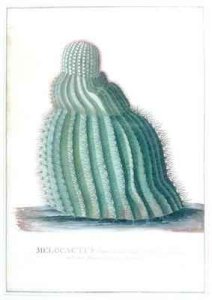Melocactus Americanus major striis in spiram intortis spinis brevibus avuncis Miller