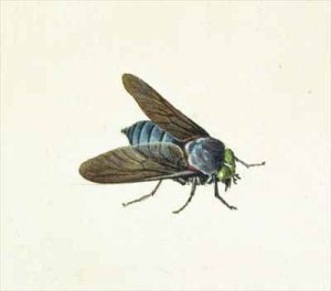 The Horsefly
