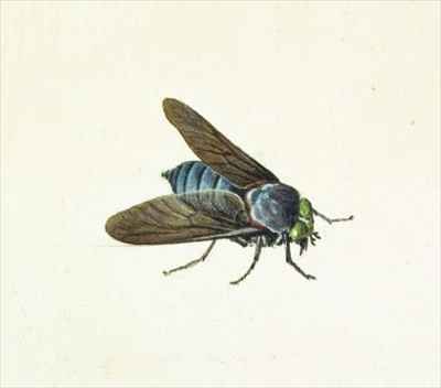 The Horsefly