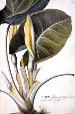 Arum maximum aegyptiacum