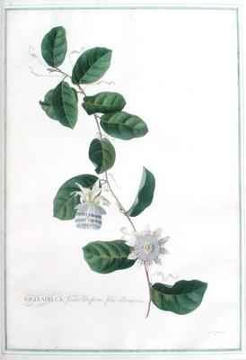 Granadilla fructu Citriformi foliis oblongis Tourn