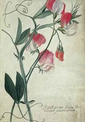 Lathyrus Siculus Flore