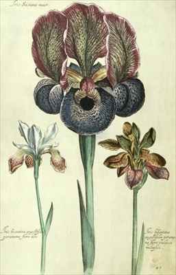 Iris susiana major and Iris bisantina angustifolia