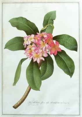 Plumeria 2