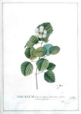 Viburnum foliis Cordato orbiculatis glabris ferratis plicatis