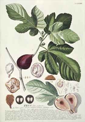 Ficus Fig