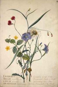 Lathyrus nissolia Chrysanthemum leucanthemum Linum perenne Lysimackia nemorum