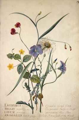 Lathyrus nissolia Chrysanthemum leucanthemum Linum perenne Lysimackia nemorum