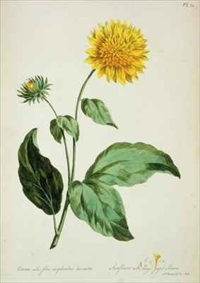 Sunflower with large jagged leaves Corona from The British Herbal