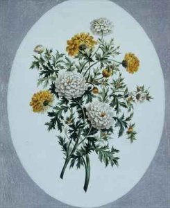 Chrysanthemum