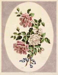 White and striped Roses