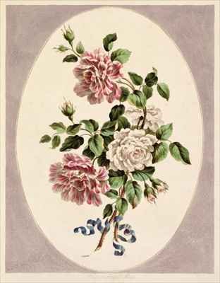 White and striped Roses