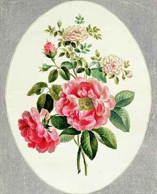 Rose De Meux and Damask Rose