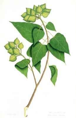 Monadelphia Polyandria Bixa Orellana of Linnaus