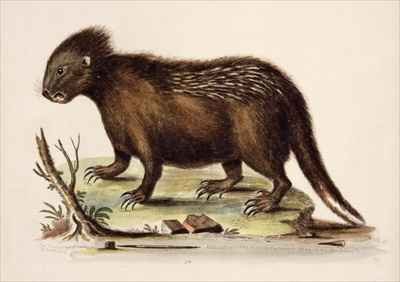 Hudson Bay Porcupine